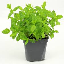 Menthe (en pot)