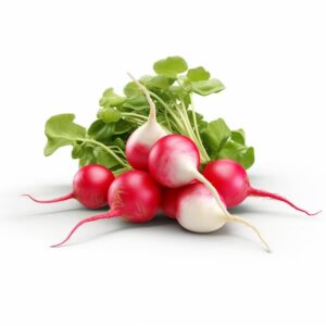 Radis rouges (botte)